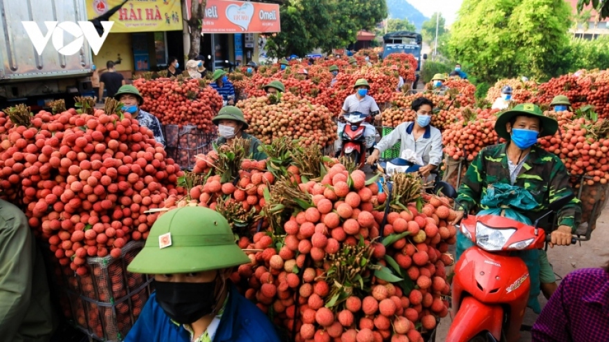 Door wide open for Vietnamese lychee to enter overseas markets